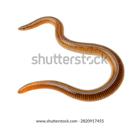 Horseshoe Worm Single Horseshoe Worm Displayed In Isolated On White Background