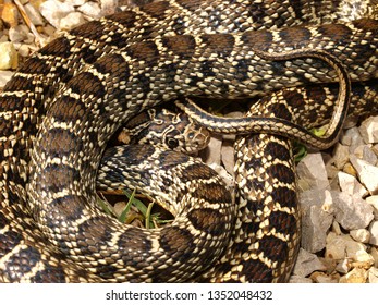 Boa Constrictor Stock Photo 1170877288 | Shutterstock