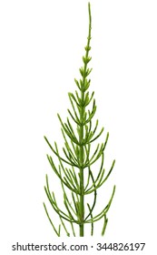 Horsetail; Equisetum; Arvense