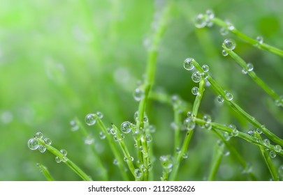 Horsetail (equisetum Arvense) With Raindrops