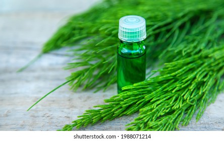 Horsetail Extract In A Small Bottle. Selective Focus. Nature,