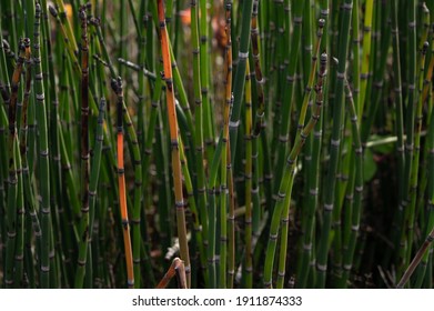 Horsetail Plant, In Family Of Equisetaceae, Nature Pattern Texture Background.