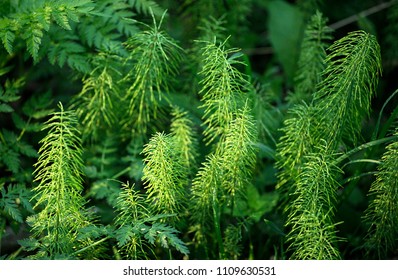 Horsetail In Spring