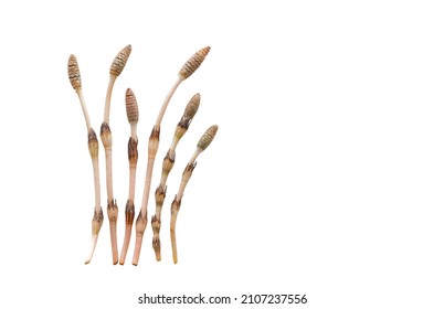 Horsetail Strobilus Isolated On White Background