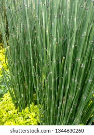 Horsetail Is Used For 