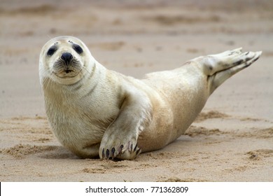 Horsey Grey Seals