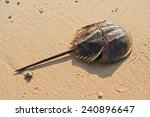 Horshoe crab on sandy beach