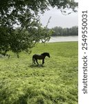 Horsie in Lonjsko polje, Croatia.