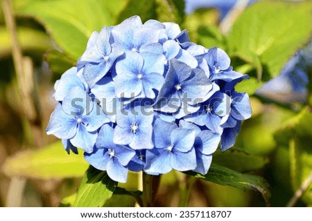 Hortensia. big-leafed hydrangea  (Hydrangea) flower in full bloom. Colour depends on the availability of aluminium ions, partly determined by the pH of the soil, acid  soils giving a bluish flower.