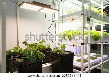 horticulture experiment. seeds plant growth in lab. Future food and agriculture technology. futurist technology for agriculture making food and healthy food for living.