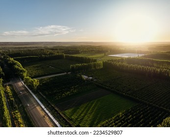 Horticulture field aerial drone view under golden hour sunlight. General Roca, Rio Negro, Argentina - Powered by Shutterstock