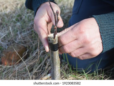 Horticulture and fruit tree bark and cleft grafting. A gardener is grafting an apple tree by attaching two scions to the rootstock and securing the grafts using a rubber tape.  - Shutterstock ID 1923083582