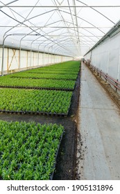 Horticulture Industry Concept With Millions Of Seedlings In Pots. Greenhouse For Growing Plants And Flowers