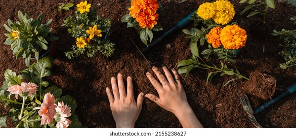 Horticulture Top Shot Banner. Ground With Plants And Gardening Tools. Garden Scenery Background. Copyspace