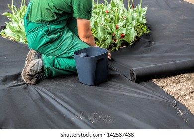 Horticulturist installs special mat which suppress weeds growth