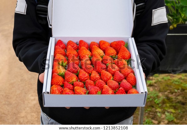 Hoshina Starberry Japan Strawberry Style Farm Stock Photo Edit Now