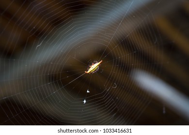 Hosselt's Spiny Spider The Spiny Spider Is A Genus Of About 70 Species. And More Waiting To Be Discovered. Can Be Found All Over The World, But No Harm. Contrary To Its Terrifying Appearance.	