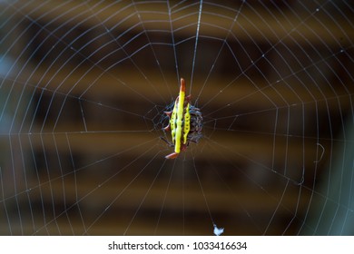 Hosselt's Spiny Spider The Spiny Spider Is A Genus Of About 70 Species. And More Waiting To Be Discovered. Can Be Found All Over The World, But No Harm. Contrary To Its Terrifying Appearance.	