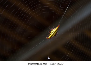 Hosselt's Spiny Spider The Spiny Spider Is A Genus Of About 70 Species. And More Waiting To Be Discovered. Can Be Found All Over The World, But No Harm. Contrary To Its Terrifying Appearance.	