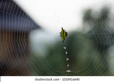 Hosselt's Spiny Spider The Spiny Spider Is A Genus Of About 70 Species. And More Waiting To Be Discovered. Can Be Found All Over The World, But No Harm. Contrary To Its Terrifying Appearance.	