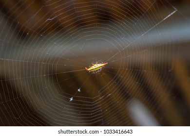 Hosselt's Spiny Spider The Spiny Spider Is A Genus Of About 70 Species. And More Waiting To Be Discovered. Can Be Found All Over The World, But No Harm. Contrary To Its Terrifying Appearance.	