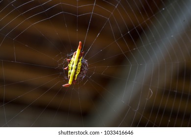 Hosselt's Spiny Spider The Spiny Spider Is A Genus Of About 70 Species. And More Waiting To Be Discovered. Can Be Found All Over The World, But No Harm. Contrary To Its Terrifying Appearance.	