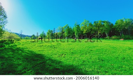 Host in beautiful plass and tree 