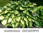 A Host pland with big leaves at a garden in Tacoma, Washington.
