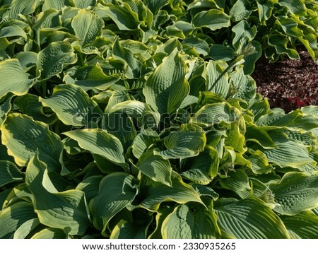 Hosta 'Abba dabba do' with dark green, long, lance-shaped and slightly twisted leaves with light gold margins in the garden in sunlight