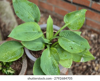 Hosta in an alpine setting