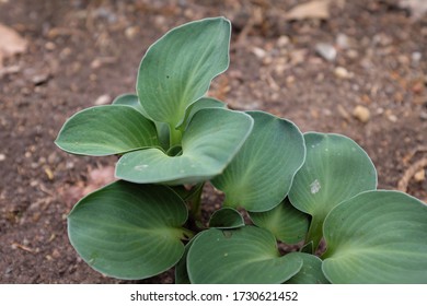 Hosta (Blue Mouse Ears), 2020
