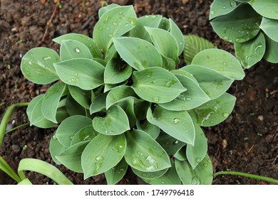 
Hosta (Blue Mouse Ears) 2020