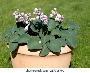 Hosta Blue Mouse Ears