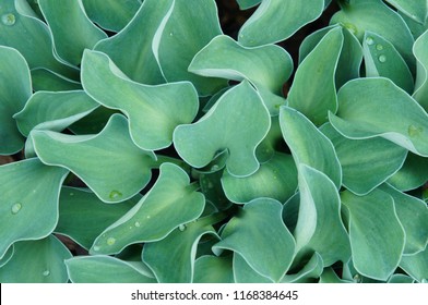 Hosta Blue Mouse Ears Green Plant Background