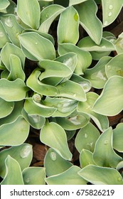 Hosta Blue Mouse Ears Green Plant 