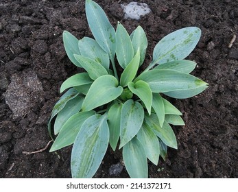 Hosta with blue waxy long leaves. Hosta Canadian Blue. Floral Desktop wallpaper - Shutterstock ID 2141372171