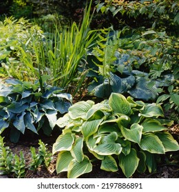 Hosta 'Blue Wedgewood' + 'Shade Fanfare' + 'Blue Angel' are plants with interesting leaf colour for shady places - Shutterstock ID 2197886891