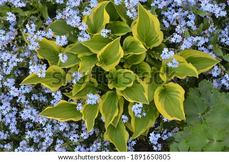 Hosta 'Bob Olson' with blue forget-me-not, Myosotis, in the garden