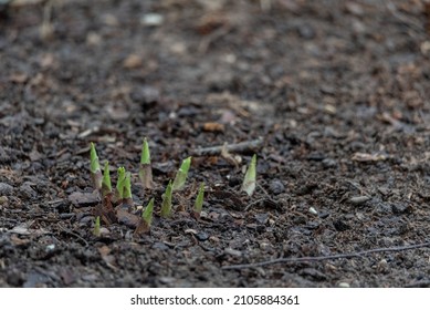 Hosta, emerging plants. Germinating bulb plants, spring in the garden. Earth sprinkled with bark.