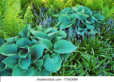 Hosta And Fern Plants In Botanical Garden