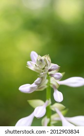 Hosta flower stem on green background