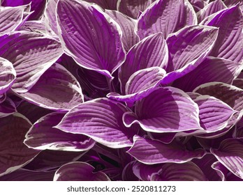 Hosta flores fondo abstracto