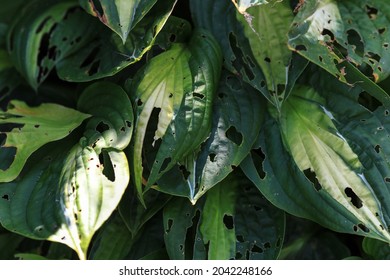 Hosta foliage - leaves with extensive damage by snails or slugs eating the leaves with lots of holes, Plant damage, Garden Pest - Powered by Shutterstock