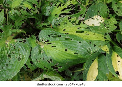 Hosta foliage - leaves with extensive damage by snails or slugs eating the leaves with lots of holes, Plant damage, Garden Pest - Shutterstock ID 2364970243