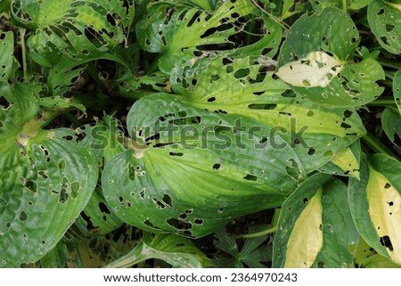 Hosta foliage - leaves with extensive damage by snails or slugs eating the leaves with lots of holes, Plant damage, Garden Pest