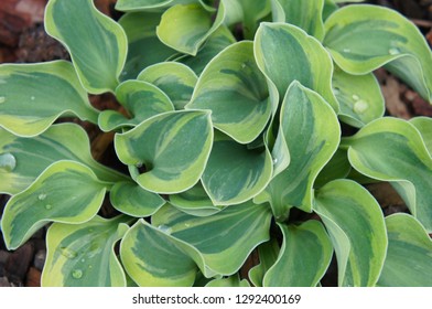 Hosta Frosted Mouse Ears Green Leaves