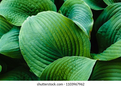 Funkie Sum and Substance Hosta cultorum