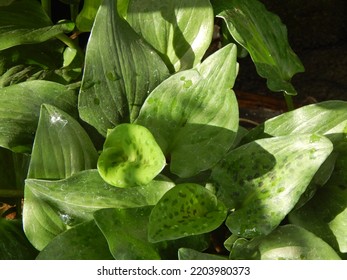 Hosta Is A Genus Of About 23 - 40 Species Of Plants Similar To Lilies, Native To Northeast Asia