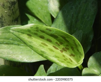 Hosta Is A Genus Of About 23 - 40 Species Of Plants Similar To Lilies, Native To Northeast Asia