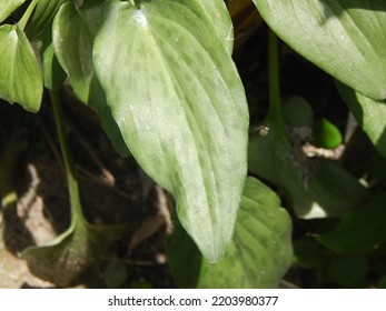 Hosta Is A Genus Of About 23 - 40 Species Of Plants Similar To Lilies, Native To Northeast Asia